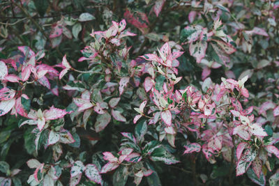 Close-up of pink flowering plants