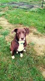 Portrait of dog on grassy field