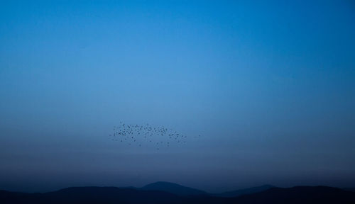 Silhouette birds flying in sky