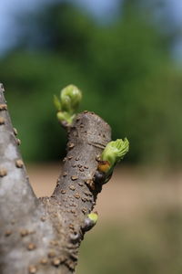 Close-up of insect on plant