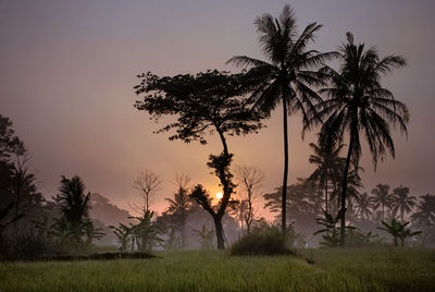 Silhouette palm trees on field against sky at sunset