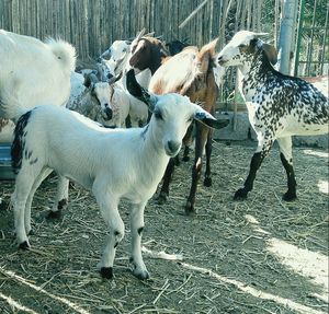 Close-up of goat