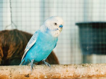 Close-up of parrot perching in cage