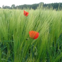 Poppies growing on grassy field