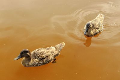 High angle view of duck swimming in lake