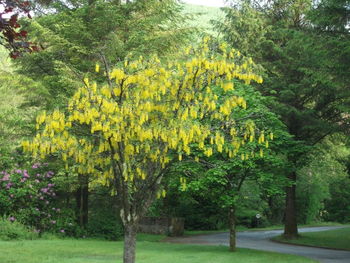 View of yellow flower trees