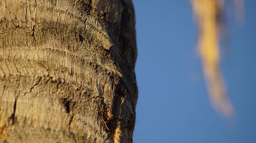 Low angle view of tree against clear sky