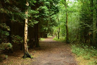 Footpath amidst trees in forest