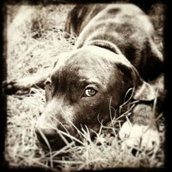 Close-up of a dog