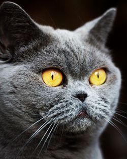 Close-up portrait of cat at night