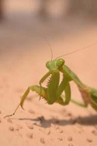 Close-up of insect on sand