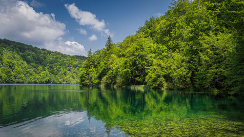 Scenic view of lake in forest against sky