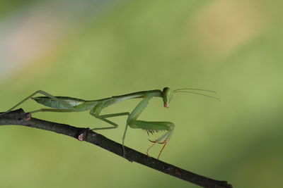 Close-up of praying mantis on plant