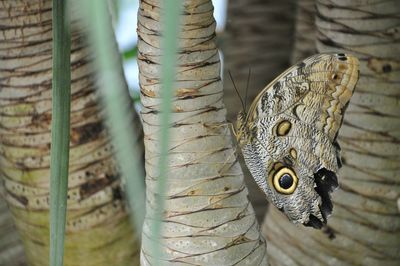 Close-up of peacock