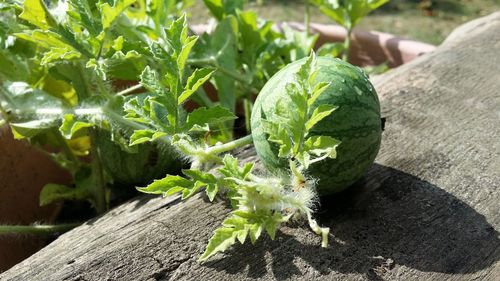 High angle view of fresh green plant