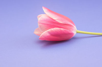 Close-up of pink flower against blue background