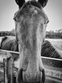 Portrait of horse standing in pen