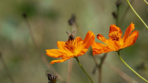 Close-up of bee pollinating on flower