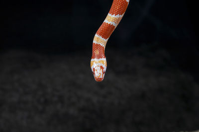 Close-up of corn snake against black background
