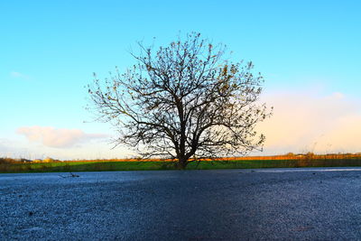 Bare tree on field against sky