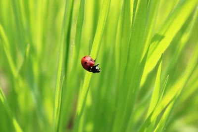 Close-up of ladybug on grass