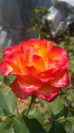 Close-up of red rose