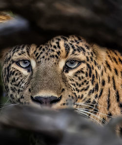 animal