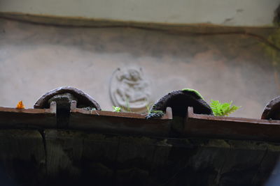 Close-up of bird perching on water