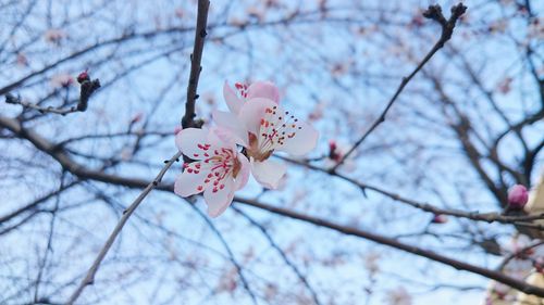 Low angle view of pink flowers on branch