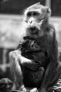 Long tail monkey black and white 