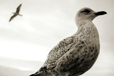 Close-up of bird against sky