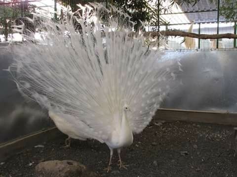 animal themes, bird, animals in the wild, one animal, wildlife, feather, close-up, white color, nature, outdoors, day, fragility, no people, beauty in nature, full length, focus on foreground, flower, plant, water, field