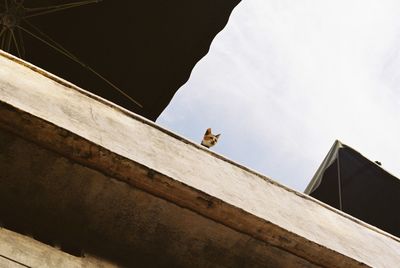 Low angle view of bird perching on building against sky