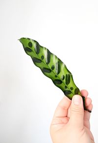 Close-up of hand holding leaf over white background