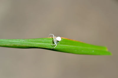 Close-up of green leaf against blurred background