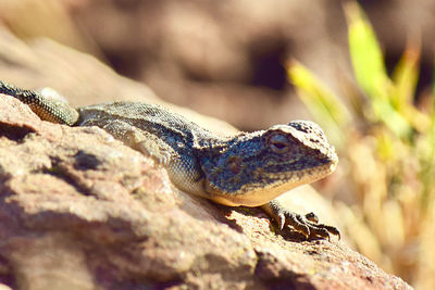 Close-up of lizard on rock