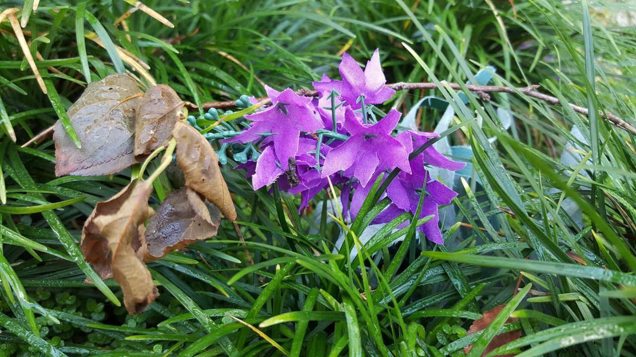 flower, freshness, growth, purple, fragility, beauty in nature, plant, petal, nature, leaf, flower head, green color, blooming, close-up, field, grass, in bloom, high angle view, day, wildflower