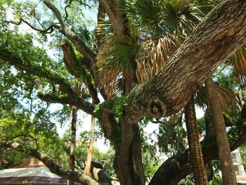 Low angle view of palm tree