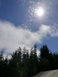 Low angle view of trees against sky