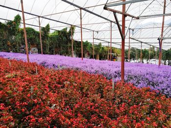 Close-up of fresh flowers blooming in garden