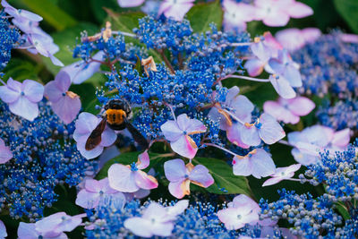 Close-up of bee on purple flowers