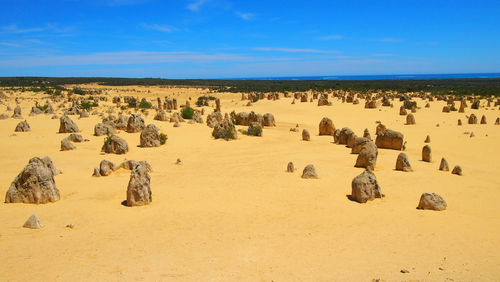 Flock of sheep on sand against blue sky