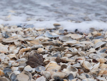 Close-up of shells on beach