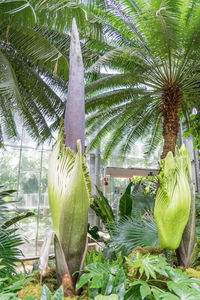 Close-up of palm tree