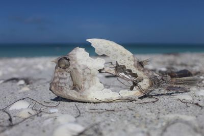 Dried blowfish carcass as found on florida beach