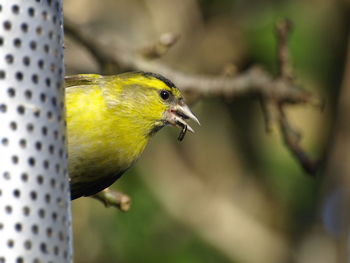 Close-up of eurasian siskin perching on a feeder and eating niger seed