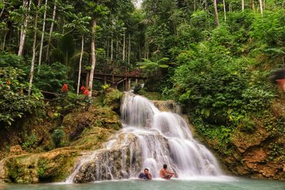 Scenic view of waterfall in forest