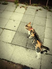 High angle view of cat on footpath