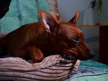 Close-up of dog lying on bed at home