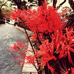 Close-up of red flowers